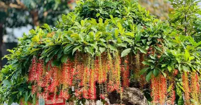 3 loại cây nên trồng trước cửa nhà năm mới: Hút tài lộc, đẹp sang, mang may mắn