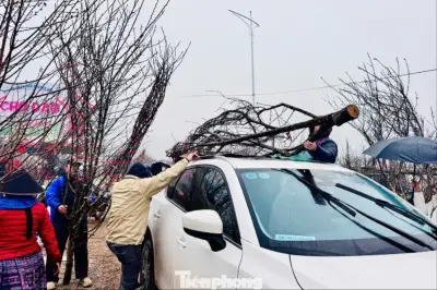 Cảnh báo: Chở đào, quất trên nóc ô tô có thể bị phạt nặng theo quy định mới