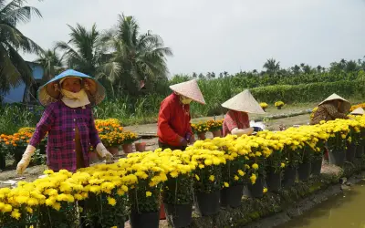 Nông dân Đồng Tháp lặt hoa tàn vì hoa nở sớm, thương lái ép giá