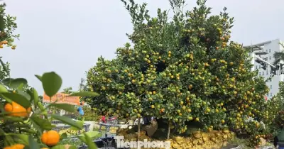 Quất 'Đảo Vàng' 120 Triệu, Đào Dáng Ô 80 Triệu Làm Nóng Thị Trường Hoa Tết Ở Hà Tĩnh, Nghệ An