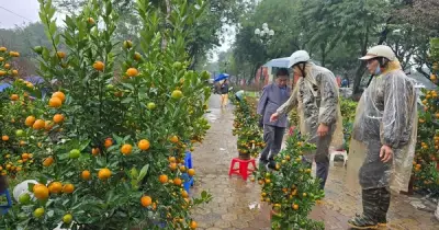 Hà Nội kiểm soát trật tự đô thị bằng AI, chợ hoa Tết tập trung nhưng vẫn còn điểm nóng
