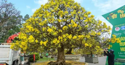 Huế Rực Rỡ Sắc Vàng Với Gần 500 Tác Phẩm Hoàng Mai Trưng Bày Dịp Cuối Năm