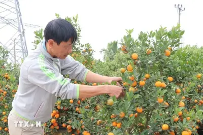 Thị trường hoa cây cảnh Tết sục sôi, giá tăng nhưng vẫn ổn định