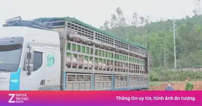 Nghệ An phát hiện ôtô chở hơn 15 tấn lợn nhiễm dịch tả lợn châu Phi