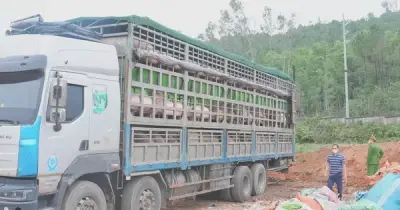 Nghệ An phát hiện xe tải chở hơn 15 tấn lợn nhiễm dịch tả châu Phi