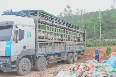 Nghệ An phát hiện xe tải vận chuyển 180 con lợn nhiễm dịch tả châu Phi không giấy kiểm dịch