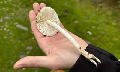 Nấm Tử Thần Bùng Phát Ở California: 39 Ca Ngộ Độc, 4 Tử Vong Trong Đợt Dịch Lớn Nhất 40 Năm