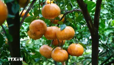 Quýt Hồng Lai Vung vào mùa Tết, nhà vườn kỳ vọng giá cao
