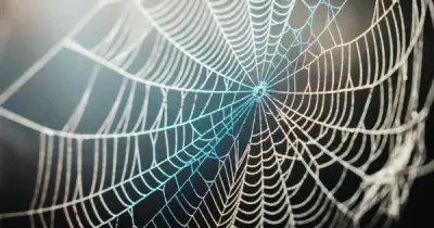 Giải mã thành công bí mật siêu bền của tơ nhện, mở ra kỷ nguyên vật liệu mới