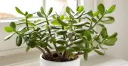 3 loại cây phong thủy 'giữ của', hút tài lộc nên trồng trong năm Bính Ngọ