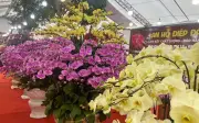 Ai Đang Chi Tiền Mạnh Cho Hoa Lan Dịp Tết? Phân Tích Thị Trường Hoa Tết 2025