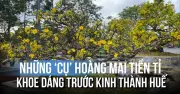 Những Cụ Hoàng Mai Tiến Tí Khoe Dáng Rực Rỡ Trước Kinh Thành Huế