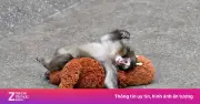 Bi kịch khỉ Punch: Lý giải nguyên nhân động vật mẹ bỏ rơi con non