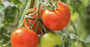 Cà chua có mùi bỏng ngô: Thành tựu chỉnh sửa gene từ Trung Quốc