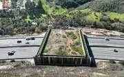 California Sắp Hoàn Thành Cầu Vượt Cho Động Vật Hoang Dã Lớn Nhất Thế Giới