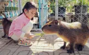 Capybara 'bộ trưởng ngoại giao' thu hút du khách tại Trại rắn Đồng Tâm
