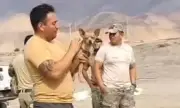 Chó chihuahua sống sót thần kỳ trong vụ rơi trực thăng Peru khiến 15 người thiệt mạng