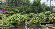 Chợ hoa Tết Sài Gòn: Ngựa tắc 10 triệu, mai tỷ đồng thu hút người ngắm