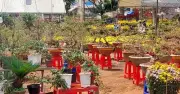 Chợ Hoa Xuân Long Khánh Nhộn Nhịp Đón Tết Bính Ngọ 2026