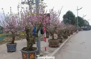 Chợ hoa xuân Thanh Hóa ảm đạm, tiểu thương lo lắng vì đào nở sớm, vắng khách