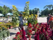 Chợ hoa xuân TPHCM nhộn nhịp ngày cuối năm, tiểu thương giảm giá mạnh để bán hết hàng