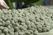 Chiêu Tròn Tân Dược Vào Thuốc Đông Y: Mối Nguy Tăng Cân Nhanh Khó Lường