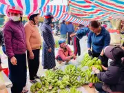 Chuối Xanh Hà Tĩnh 'Sốt' Giá Cận Tết Bính Ngọ Do Nguồn Cung Khan Hiếm