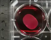 Chuyên Gia Lo Ngại Về Thuốc Tế Bào Gốc Đột Phá Của Nhật Bản