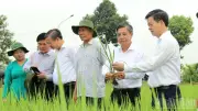 Cần Thơ Phát Động Tết Trồng Cây Và Thúc Đẩy Sản Xuất Lúa Chất Lượng Cao