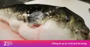 Cảnh báo: Cua quỷ, cá nóc và những hải sản 'ngon mắt' chứa độc tố tử thần