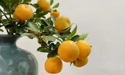 Cảnh báo ngộ độc từ thói quen tận dụng quất cảnh sau Tết để ăn uống