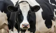 Cảnh báo nguy cơ lây nhiễm bệnh dại qua sữa bò và biện pháp phòng ngừa hiệu quả