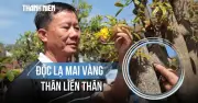 Cây mai độc lạ Đắk Lắk: Thân dính liền, hoa 9 cánh gây sốt dịp Tết