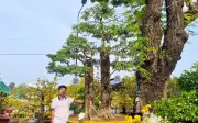 Cây me 'phu thê' độc nhất vô nhị giá trên 1 tỉ đồng gây sốt chợ hoa Tết An Giang