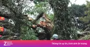 Cây đổ tại vườn hoa Lý Tự Trọng, Hà Nội khiến một phụ nữ bị thương nhập viện