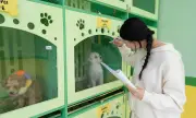 Dịch vụ trông giữ thú cưng tại Hà Nội đắt khách dịp Tết Bính Ngọ 2026