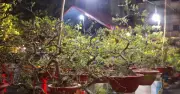 Doanh thu 140,6 tỷ đồng từ mai Tết tại Gia Lai, vượt kỳ vọng sau thiên tai