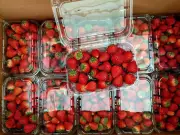 Dâu Tây Sơn La Tràn Ngập Hà Nội, Giá Rẻ Chưa Từng Có Thu Hút Người Tiêu Dùng