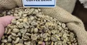 Giá cà phê thế giới giảm, trong nước vẫn cao hơn do lực hút đơn hàng đầu năm