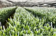 Giá hoa ly kép tăng vọt cận Tết, người mua 'choáng' với mức giá 1,5 triệu đồng/10 cành