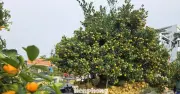 Quất 'Đảo Vàng' 120 Triệu, Đào Dáng Ô 80 Triệu Làm Nóng Thị Trường Hoa Tết Ở Hà Tĩnh, Nghệ An