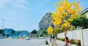 Hạ Long Rực Rỡ Sắc Vàng Hoa Phong Linh, Thu Hút Du Khách Check-in
