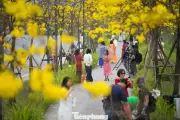 Hà Nội rực rỡ sắc vàng phong linh, đỏ thắm hoa gạo thu hút đông đảo người dân