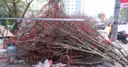 Hà Nội: Tiểu thương xả hàng, bỏ lại đào, quất ven đường trước Tết