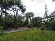 Hai cây si cổ thụ bất ngờ đổ tại vườn hoa Lý Tự Trọng, Hà Nội, làm hai người bị thương