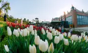 Hơn 120.000 Gốc Tulip Rực Rỡ Trên Núi Bà Đen Đón Tết Bính Ngọ 2026