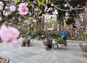 Hơn 300 Gốc Đào Cổ Hội Tụ Tại Vườn Hoa Lý Thái Tổ Dịp Tết Bính Ngọ