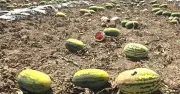 Hàng chục ha dưa hấu thối rữa tại Gia Lai do mâu thuẫn mua bán, thiệt hại hàng tỷ đồng