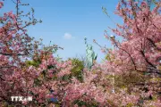Hoa anh đào Kawazu Nhật Bản nở rộ sớm, thu hút du khách tại Tokyo