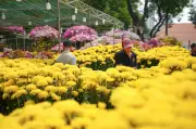 Hoa Tết TPHCM tràn ngập đường phố, giá ổn định nhưng sức mua chậm